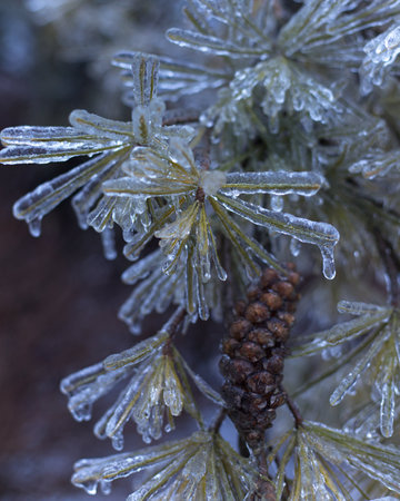 A vertical closeup of plants covered in iciclesの写真素材