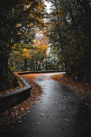 A winding road in a park in the fall colors in the Czech Republicの写真素材