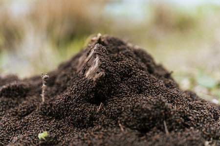 A closeup of a a pile of earth. Burgh-Haamstede, Zeeland, the Netherlands.の写真素材