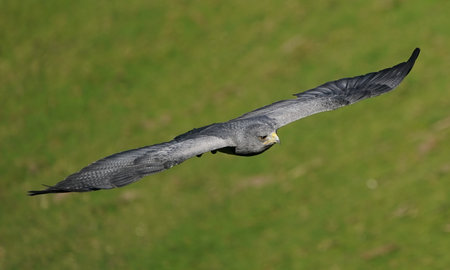 A beautiful shot of a falcon flying on a green grass backgroundの写真素材