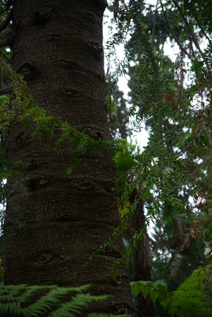 Exotic tree that appears to have many eyes.