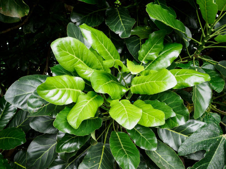 View of Pukanui (Meryta sinclairii) tree, endemic to New Zealandの写真素材