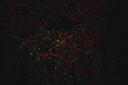 A close-up shot of a Cotoneaster branch in the dark.Perfect for wallpaper.の写真素材