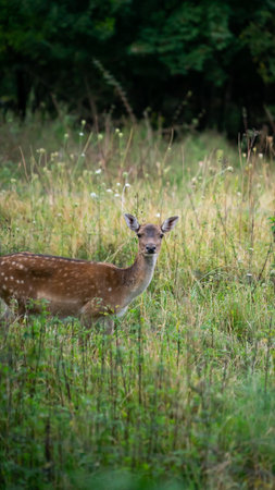 A female spotted deer in a forestの写真素材