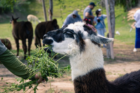 A selective of a cute lama in a zooの写真素材