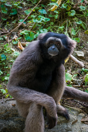 A vertical closeup of the Muller's gibbon, also known as the gray gibbon.