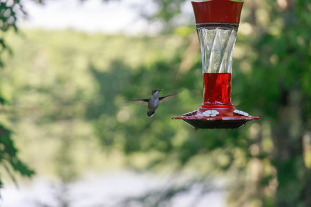 A closeup of a hummingbird flying towards a bird feeder in a fieldの写真素材