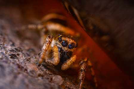 A closeup shot of a spider isolated on a blurred backgroundの写真素材