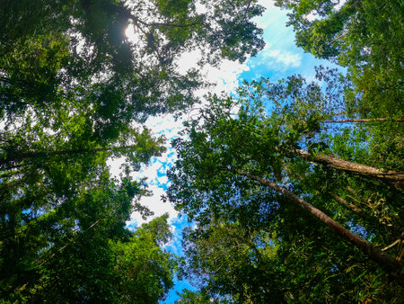A low angle shot of tall green trees in Sinharaja rain forest in Galle, Sri Lankaの写真素材