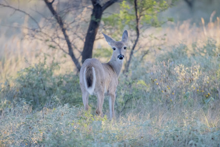 A selective focus shot of whitetail deer in a fieldの写真素材