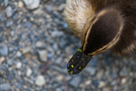 A top view shot of a duck outdoors during the dayの写真素材