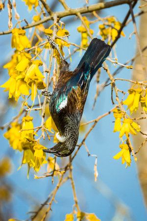 The arrival of spring means New Zealand's native Kowhai tree begins to flower. The yellow flowers...