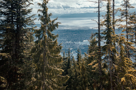 A natural view of tall pine forest against cloudy skyの写真素材
