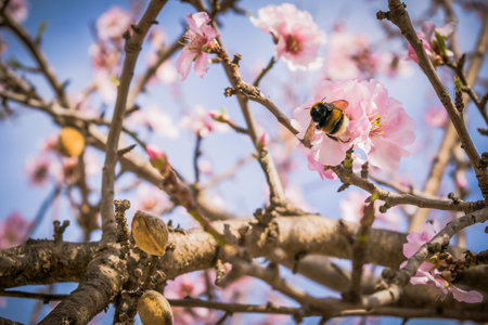 A bumblebee collecting pollen from pink almond blossoms in springの写真素材