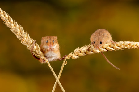 A closeup of the Eurasian harvest mice.の写真素材