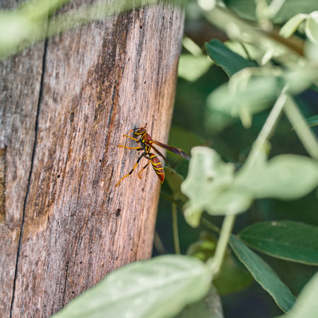 A selective focus of a wasp on the woodの写真素材