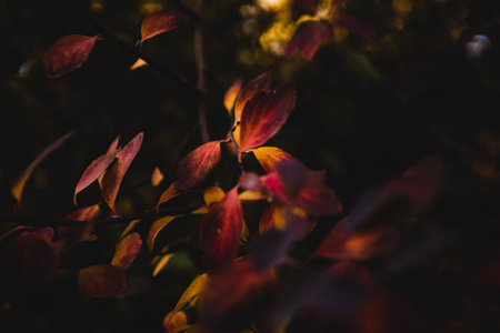 A close-up shot of autumn leaves in the dark.の写真素材