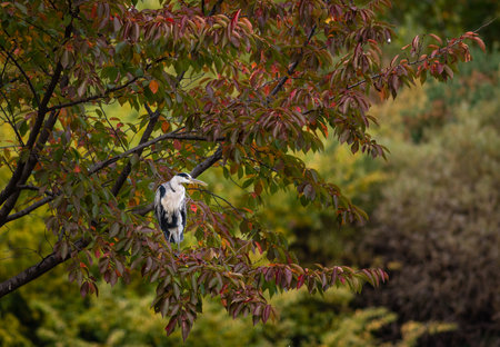 A beautiful cocoi heron perched on a treeの写真素材