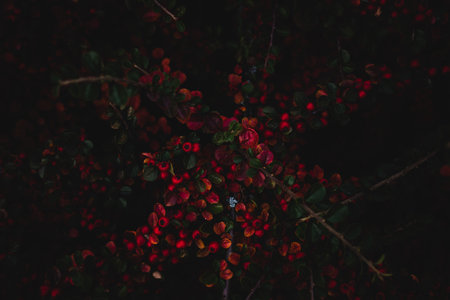A close-up shot of a Cotoneaster branch in the dark.Perfect for wallpaper.の写真素材