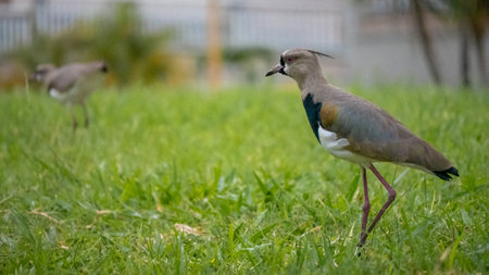 A Southern lapwing wading in the meadow