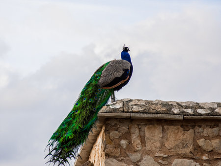 A low angle shot of a gorgeous peacock perched on a roofの写真素材