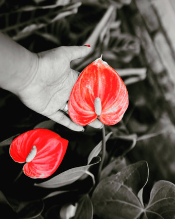 A vertical grayscale shot of a hand holding a red anthurium flowerの写真素材