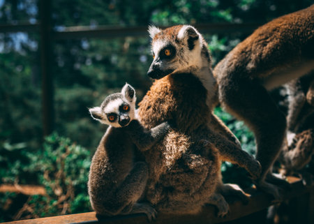 A closeup shot of a group of raccoons in a forestの写真素材