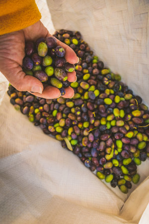 A hand dropping freshly picked olives in a tote bagの写真素材