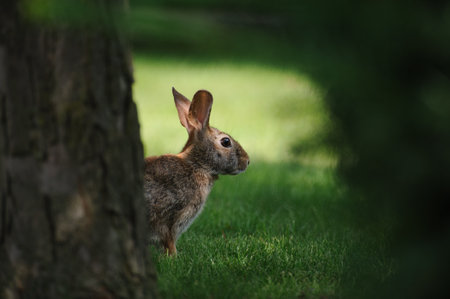 A closeup shot of an adorable brown rabbit in a forestの写真素材