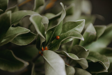 A closeup of the green foliage with a ladybug.の写真素材