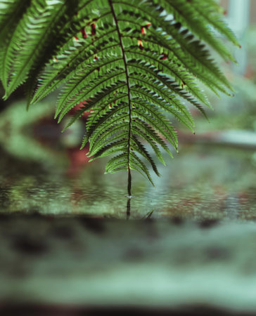 A selective of a fern touching the water surfaceの写真素材