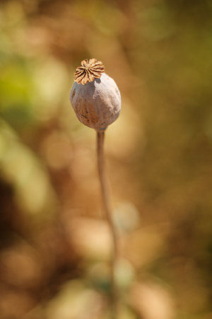 A selective of a dry poppyhead in a fieldの写真素材