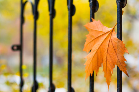 A selective focus of an orange autumn leaf stuck on a metal fence with a blurred backgroundの写真素材