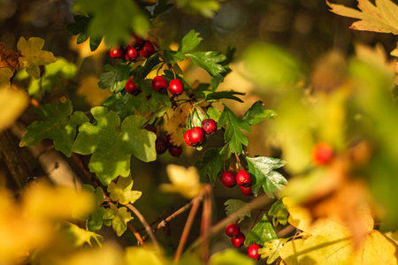A closeup of a branch of Crataegus laevigata, known as the midland hawthorn.