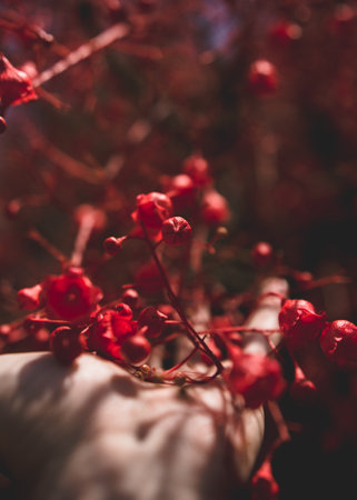 A vertical selective focus shot of dried red flowers in autumnの写真素材