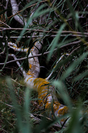 A vertical shot of a fallen tree in a tropical forestの写真素材