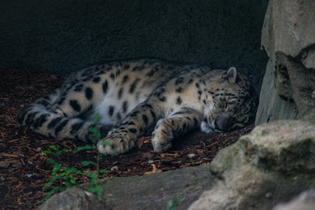 A closeup of the sleeping snow leopard.