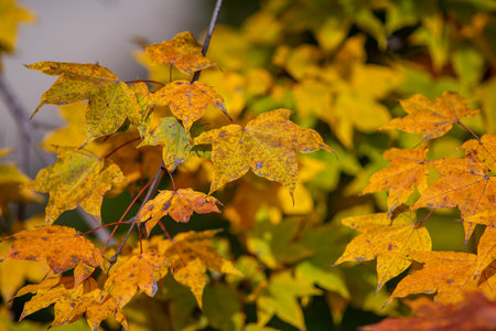 A closeup shot of yellow orange autumn leaves