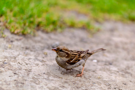 A closeup shot of a cute small house sparrow birdの写真素材