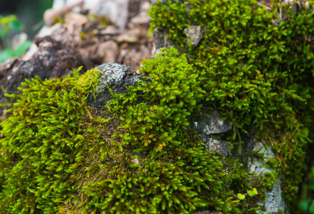 A close up of moss on tree trunkの写真素材