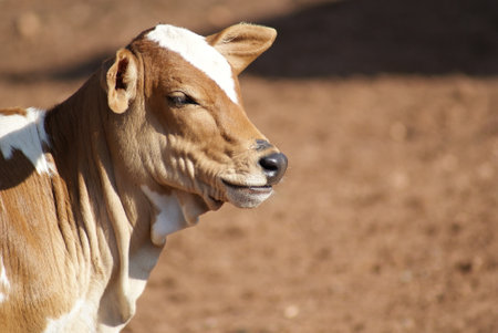 A closeup shot of a cow in a field during the day in Brazilの写真素材