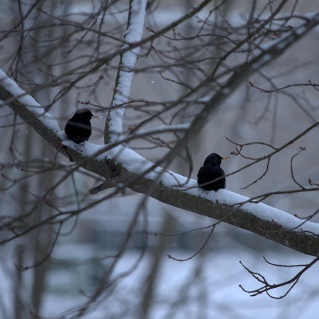 Two blackbirds perched on a tree branch covered in snowの写真素材