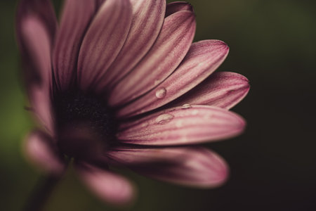 A closeup of a beautiful pink aster flower with dewdrops on petalsの写真素材
