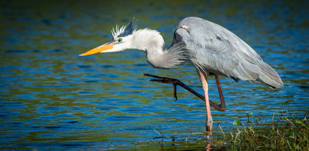 A selective of a gray heron (Ardea cinerea) near the pondの写真素材