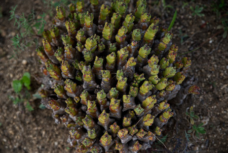 Group of miniature Cactaceae family plants.の写真素材