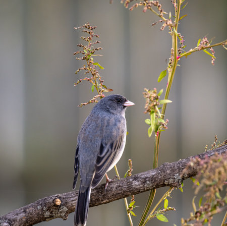 A back view of a dark-eyed junco (Junco hyemalis) resting on a tree branchの写真素材