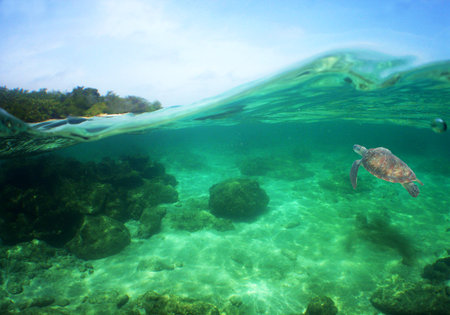 A closeup shot of a turtle swimming underwater