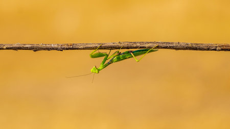 A shallow focus shot of a praying mantis (Mantodea) on a twig