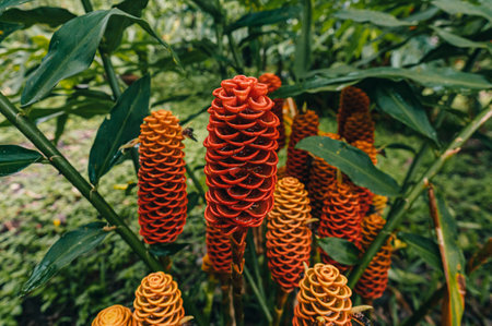 A closeup of zingiber spectabile plant in a gardenの写真素材