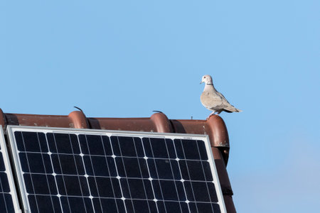 A Eurasian collared dove perched on a roof against the blue skyの写真素材
